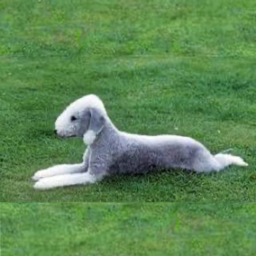 bedlington terrier