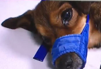 Justice for Rambo