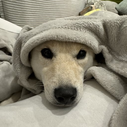 HERA
