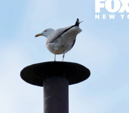 Pontificus Seagullius