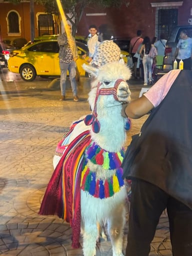 euris llama