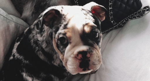 Tyga's & Kylie's Dog