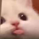 bla cat