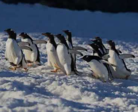 Penguin Revolution