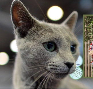 World Beautiful Cat(2024)