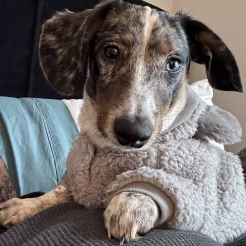 The World's Favourite Dog