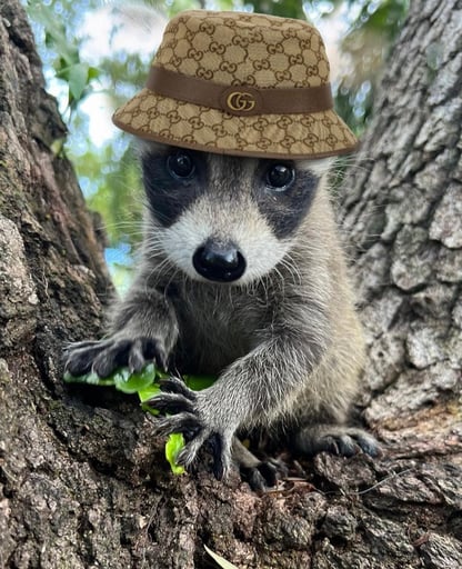 Louie the Raccoon