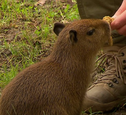 DORTMUND ZOO NEW BABY CAPYBARA