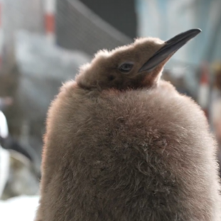 Atlas the Baby King Penguin 