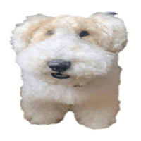 Borotan