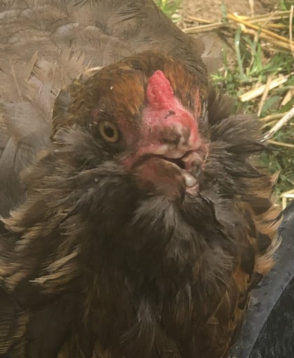 ALICE The Chicken