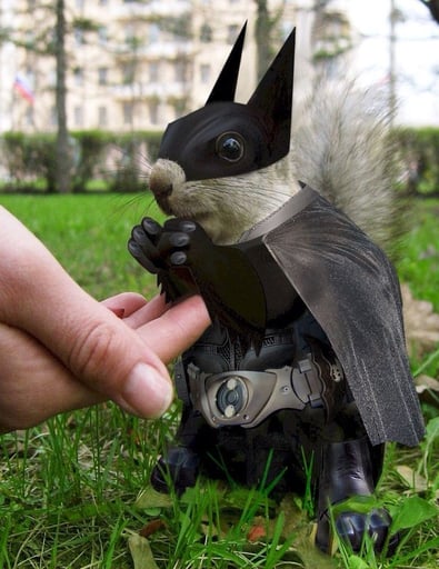 The Dark Nut Prophecy