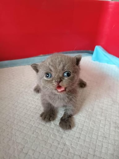 retard cat