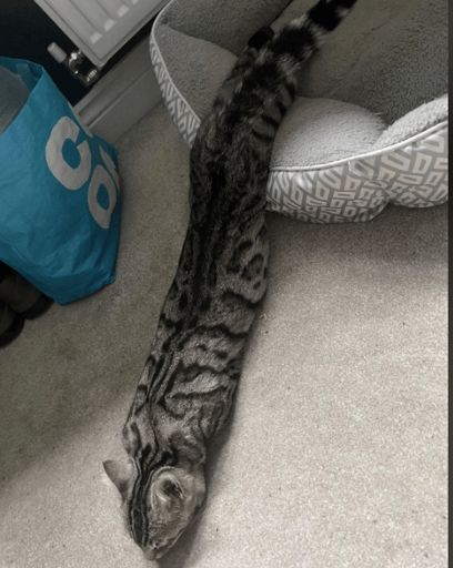 snake cat