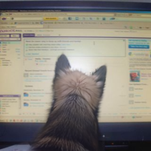 tek dog