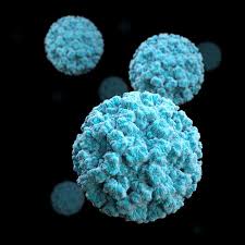 Norovirus