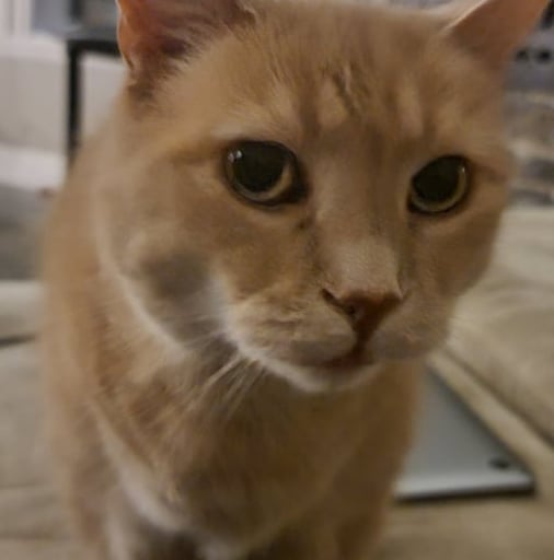 tsotchkes Cat