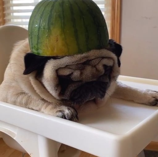 Puggy