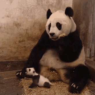 Chi Chi Panda