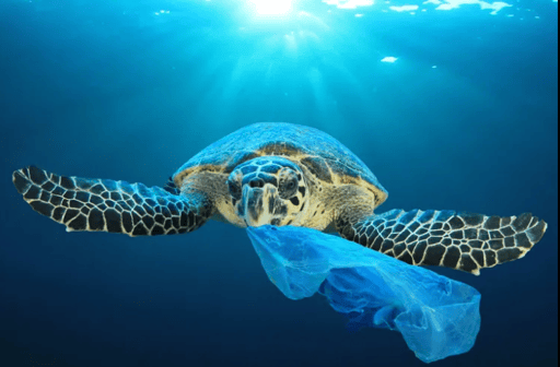 Unbagging The Ocean