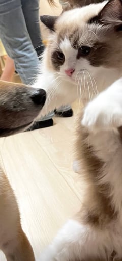 BONK OWNER NEW CAT