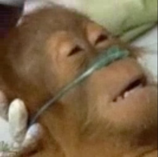 sick monkey 
