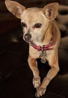 Taco Bell Chihuahua