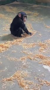 roombachimp