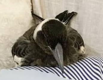 Justice for Molly