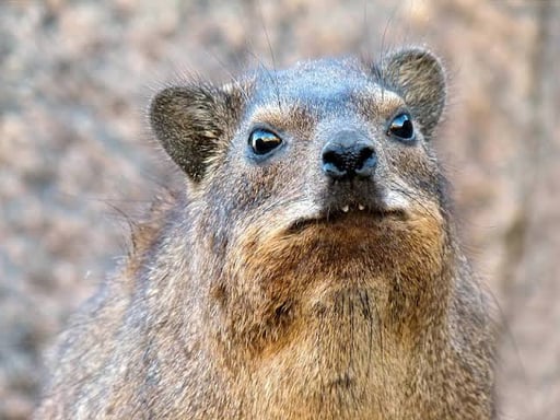 Screaming Hyrax
