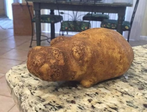 MOOTATO