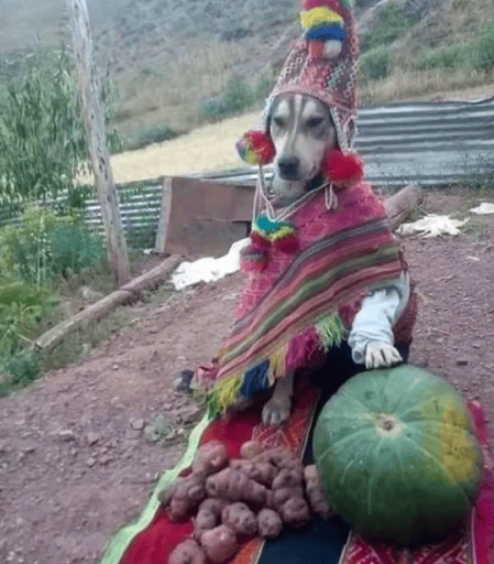 Perro Pachamama