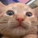 waa cat