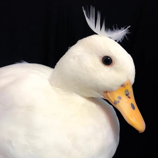 #1 TikTok Duck