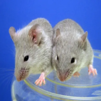Gay Mice