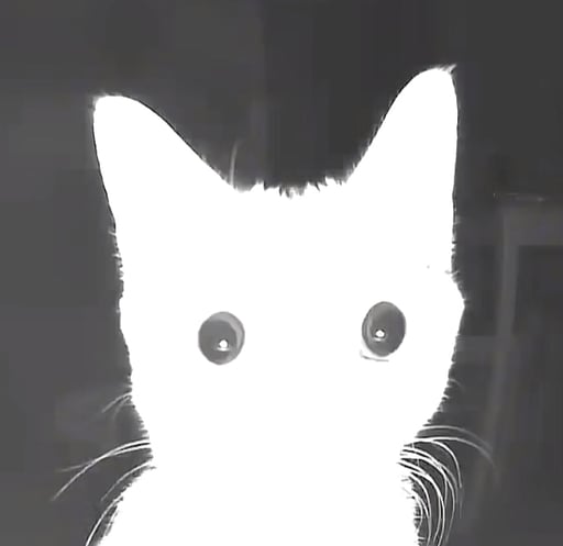 The flash cat