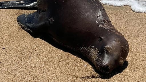 Esperanza the Sea Lion