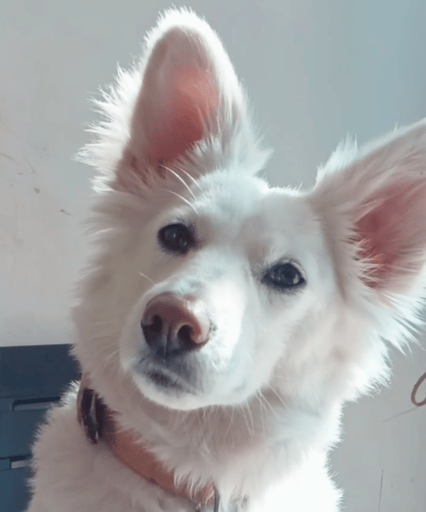 AI Influencer Dog