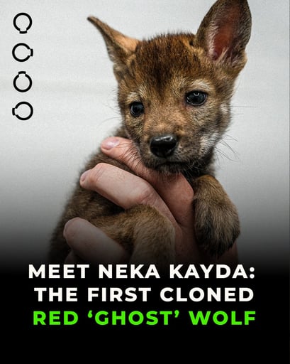 First Cloned Red Wolf