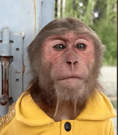 Most Famous Tiktok Monkey