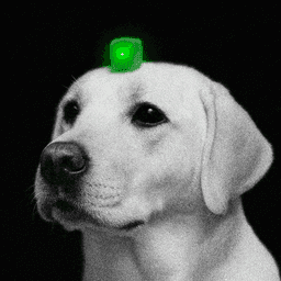 Neiry AI Dog