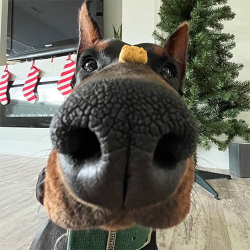 maverick the dobe