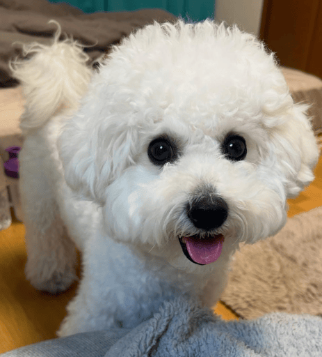 Justice For Tofu