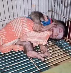 Justice For Mini the Monkey
