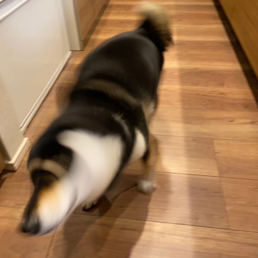 SHIBA DRILL