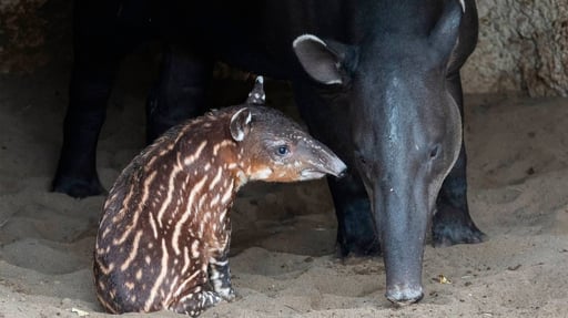 Baby Tapir
