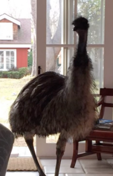 Toby the Emu