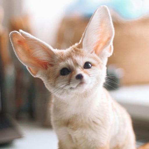 Nora the Fox