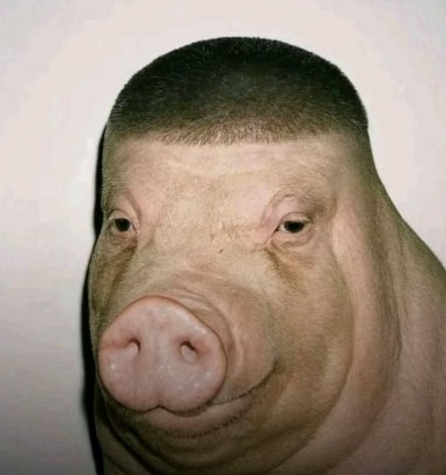 Wigger Pig