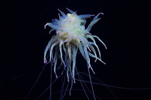 Flying Spaghetti Monster